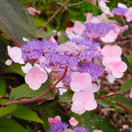 Hydrangea 'Hot Chocolate'