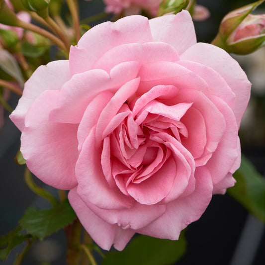 Rosa 'Mamma Mia'