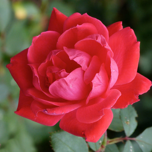 Rosa 'Scarlet Patio'