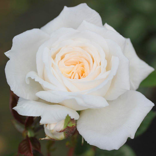 Rosa 'White Patio'