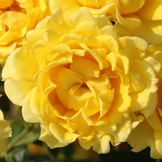 Rosa 'Yellow Patio'