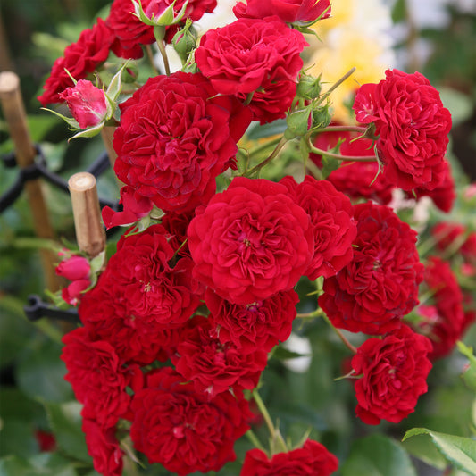 Rosa 'Crimson Siluetta'