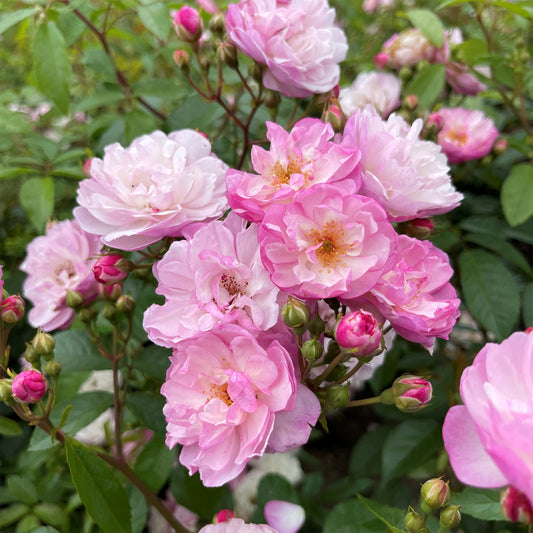 Rosa 'Lavender Siluetta'