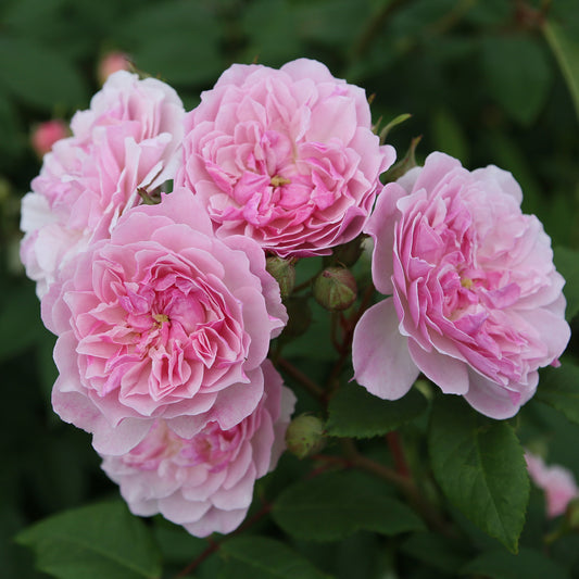 Rosa 'Romantic Siluetta'