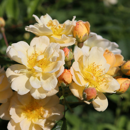 Rosa 'Sunny Siluetta'