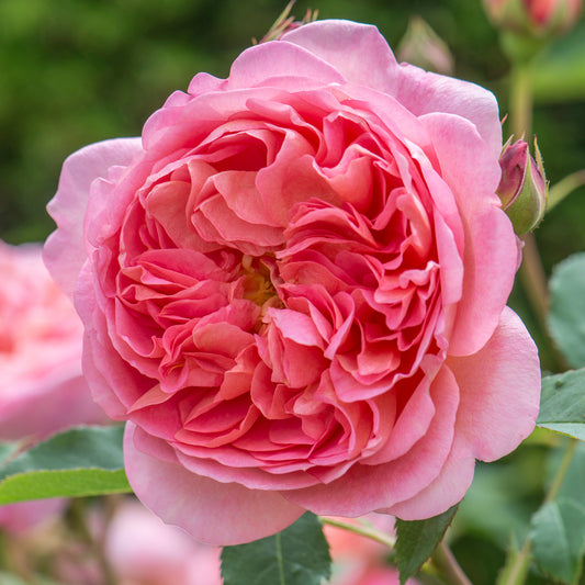 Rosa 'Boscobel'