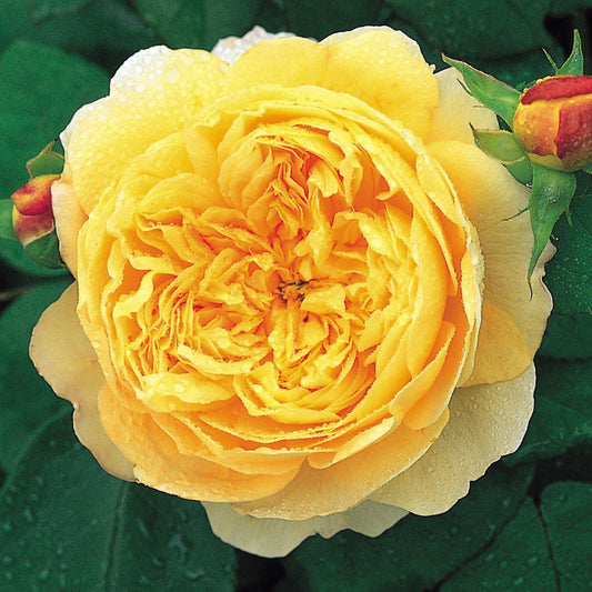 Rosa 'Charles Darwin'