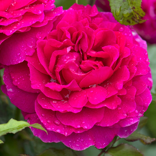 Rosa 'Gabriel Oak'