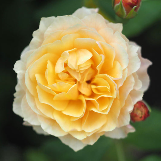 Rosa 'Roald Dahl'