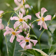 Trachelospermum 'Star of Milano'