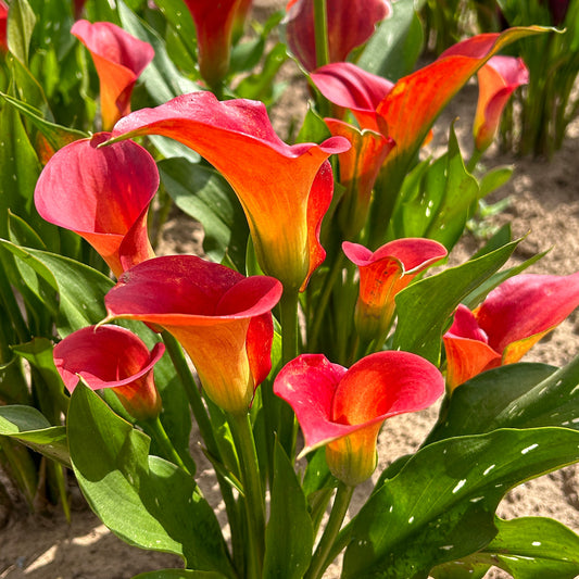 Zantedeschia 'Bloody Mary'