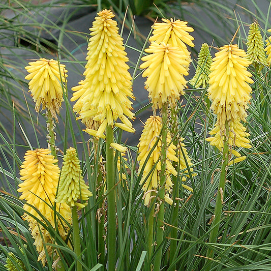 Kniphofia 'Poco Citron'