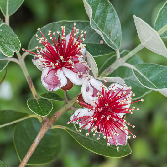 Feijoa sellowiana