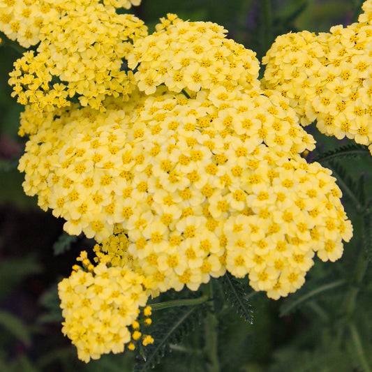 Achillea 'Sunny Seduction'