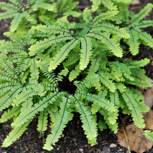 Adiantum 'Imbricatum'