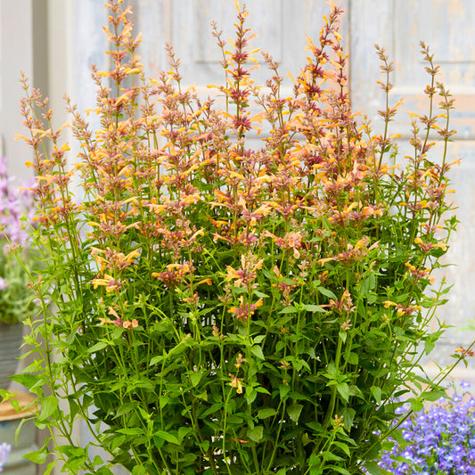 Agastache 'Mango Tango'