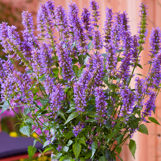 Agastache 'Purple Haze'