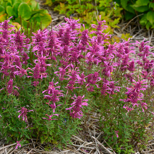 Agastache 'Rosie Posie'