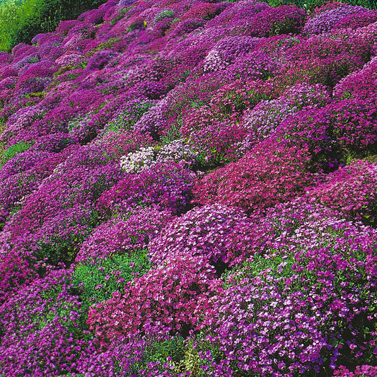 Aubrieta Cascade Garden Mix