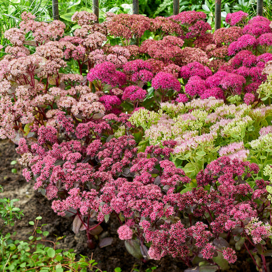 Sedum Mix