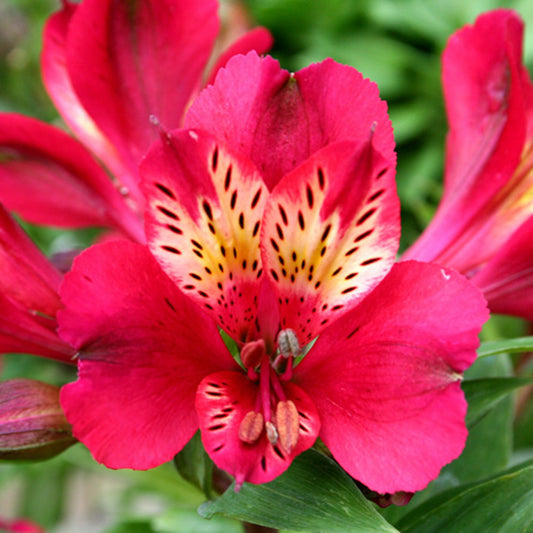 Alstroemeria 'Gaspard'