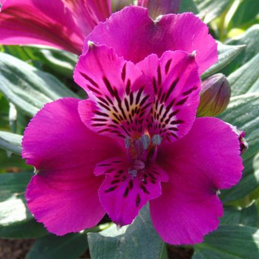 Alstroemeria 'Leonie'