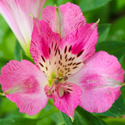 Alstroemeria 'Rosie'