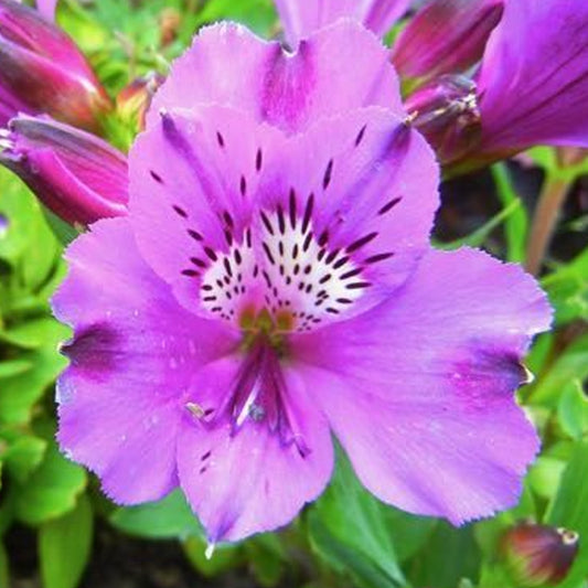 Alstroemeria 'Lucas'