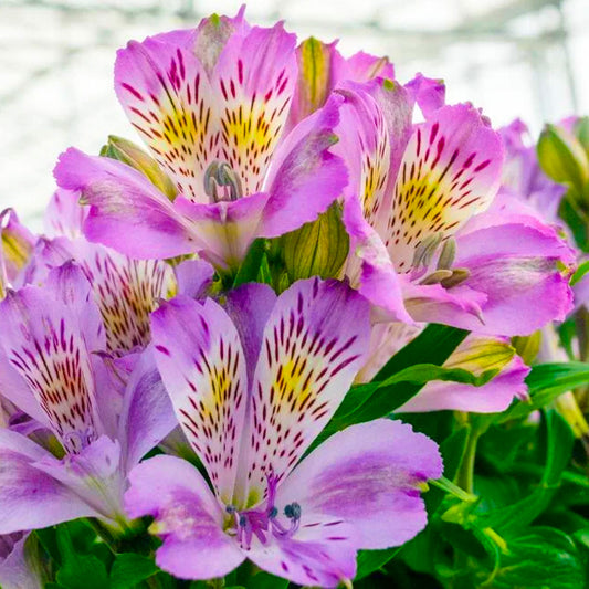 Alstroemeria 'Ocean'