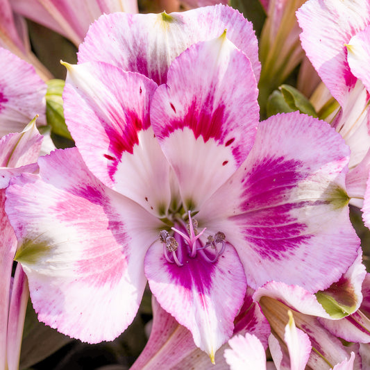 Alstroemeria 'Hula'