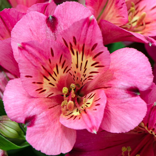 Alstroemeria 'Malaga'