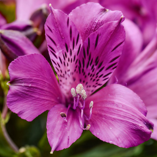 Alstroemeria 'Paraiso'