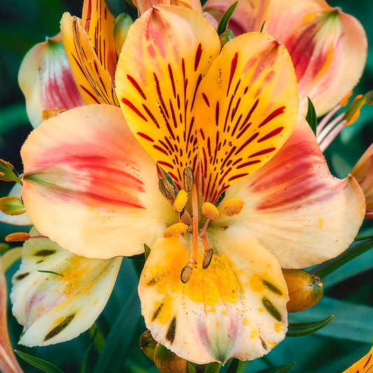 Alstroemeria 'Sunset'