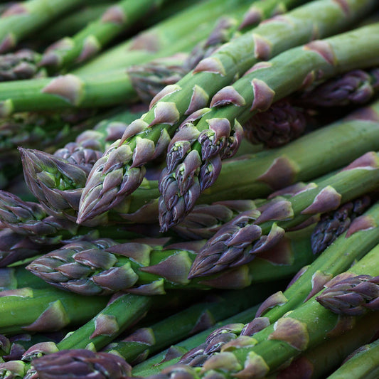 Asparagus 'Gijnlim'