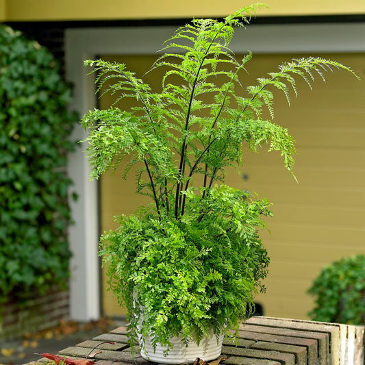 Asplenium bulbiferum