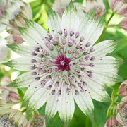 Astrantia 'Florence'