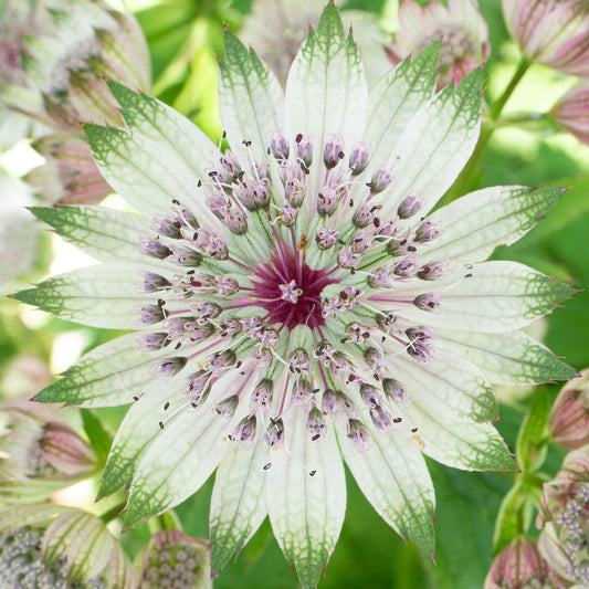 Astrantia 'Florence'