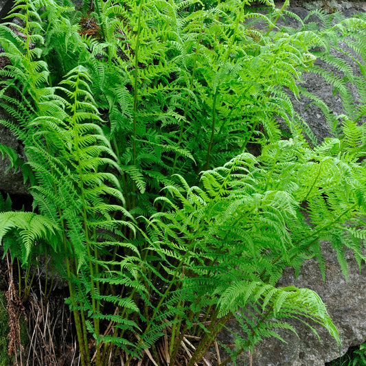 Athyrium 'Victoriae'