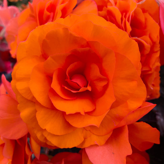 Begonia 'Orange Double'