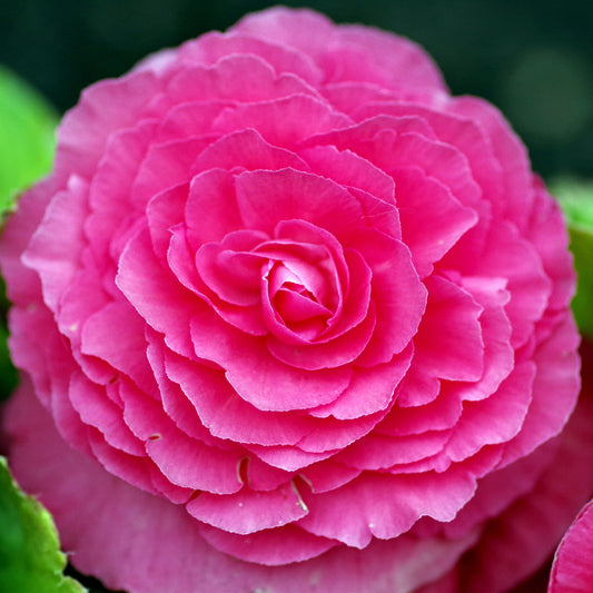 Begonia 'Pink Double'