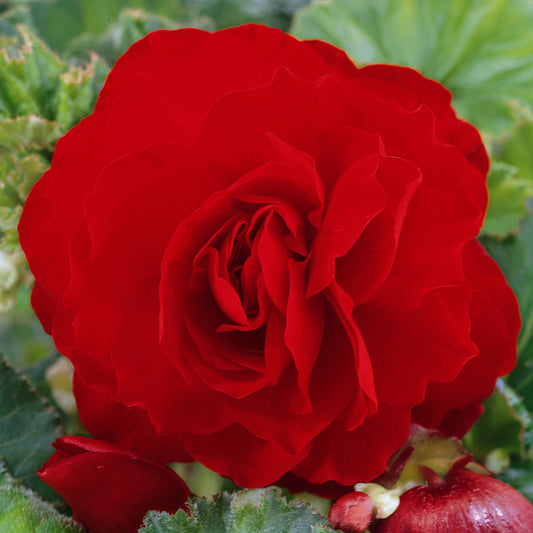 Begonia 'Red Double'