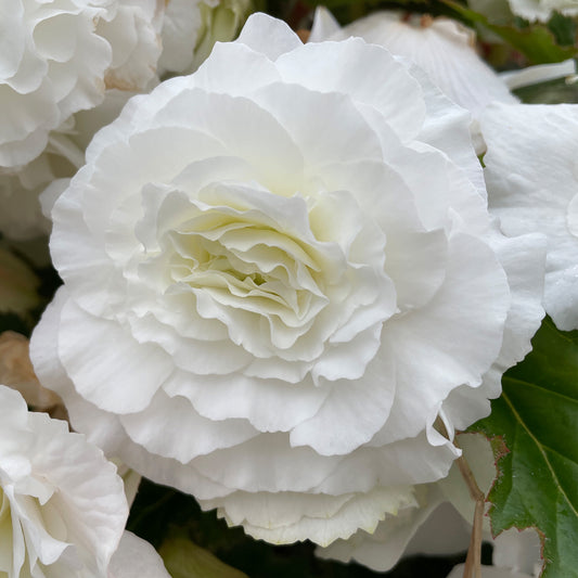 Begonia 'White Double'