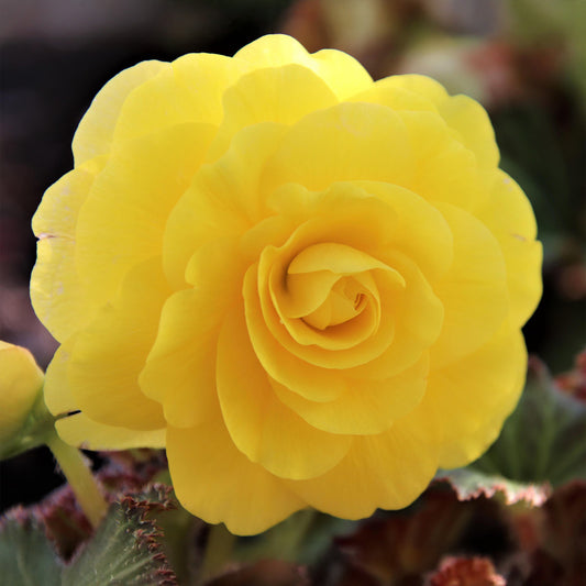 Begonia 'Yellow Double'