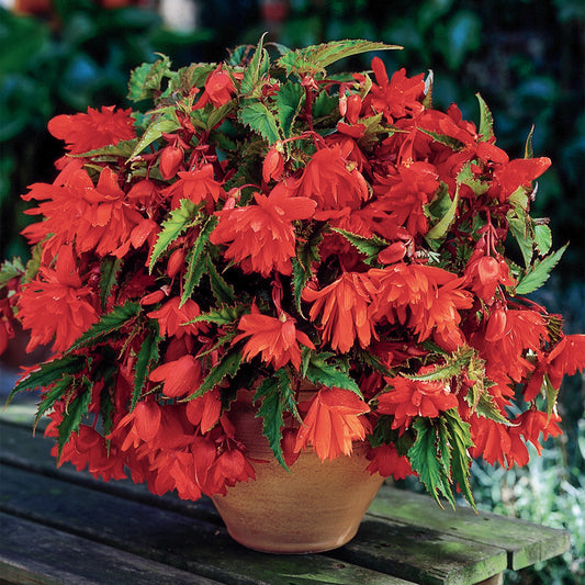 Begonia 'Orange Cascade'