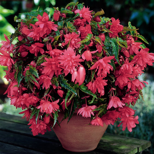 Begonia 'Pink Cascade'