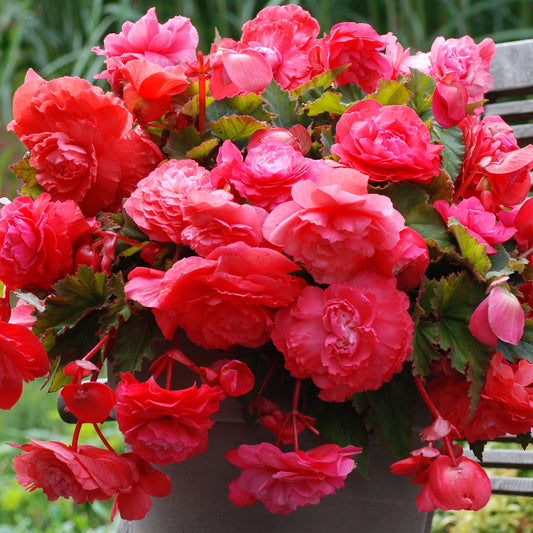 Begonia Odorata 'Pink Flamingo'