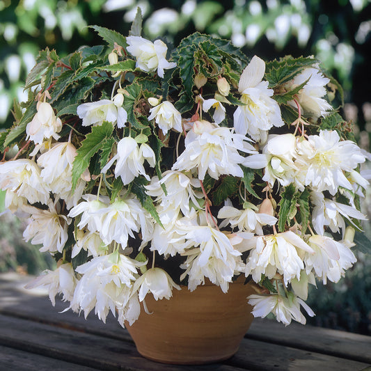 Begonia 'White Cascade'