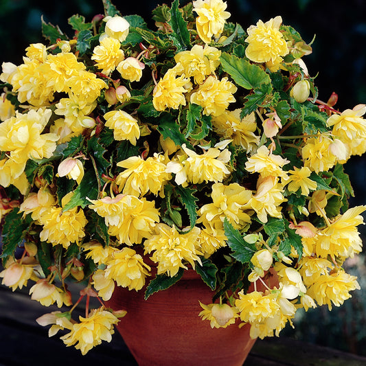 Begonia 'Yellow Cascade'