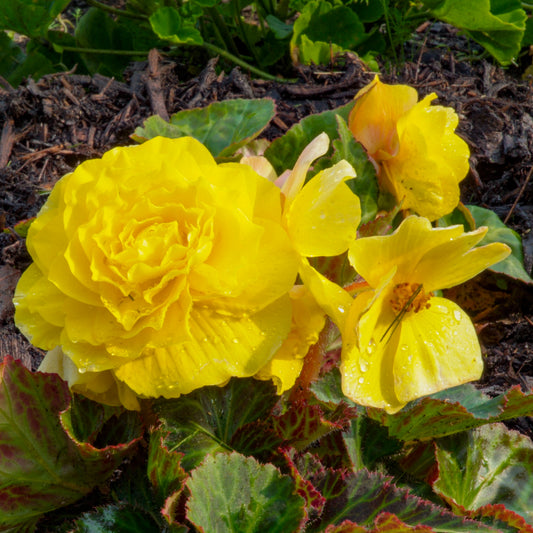 Begonia 'Non-Stop Lemon'