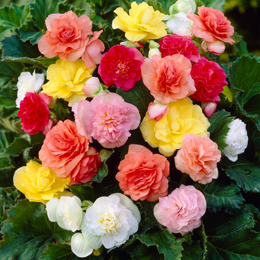 Begonia 'Non-Stop' Mix